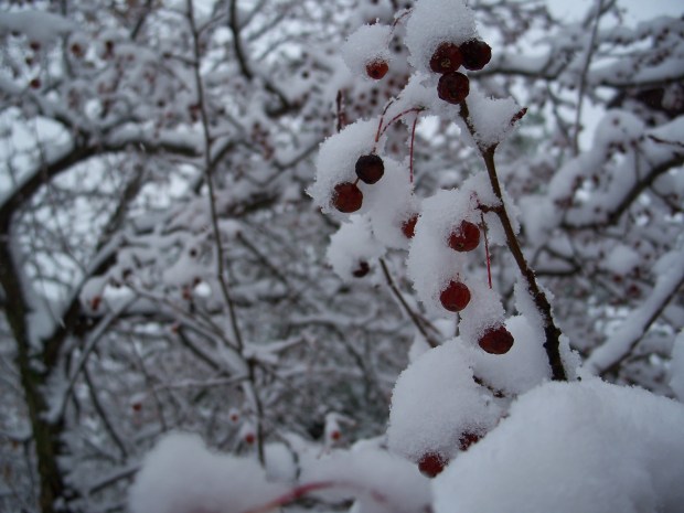 a tree in our front yard