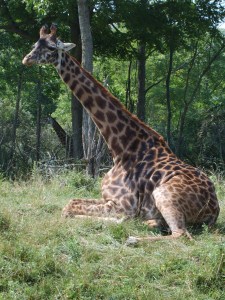 wilds giraffe